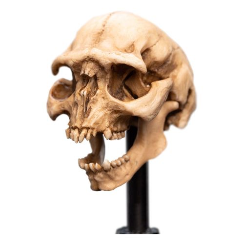El Señor de los Anillos Estatua Skull of a Moria Orc 13 cm - Imagen 2